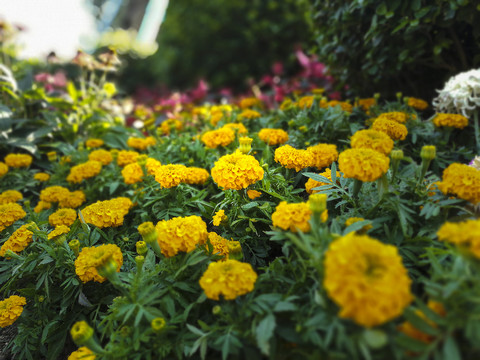 黄花菊花