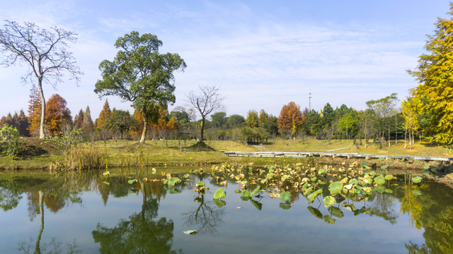 冬日湖畔风景