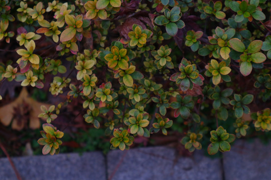 植物