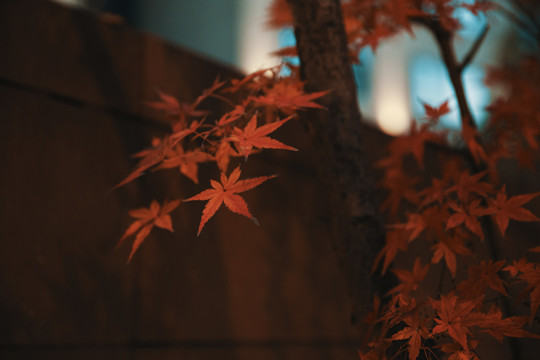 深红的红枫叶