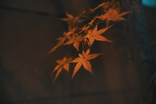 红枫叶
