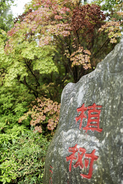 植树素材