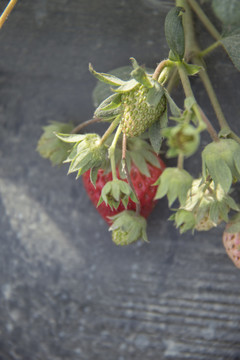 牛奶草莓