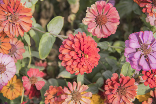 菊花