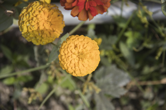 菊花