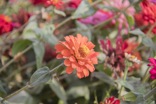 菊花