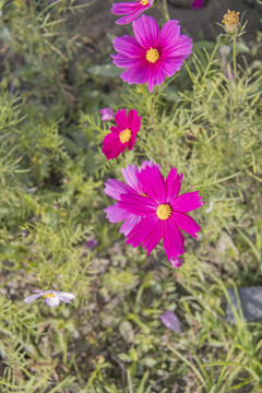 格桑花