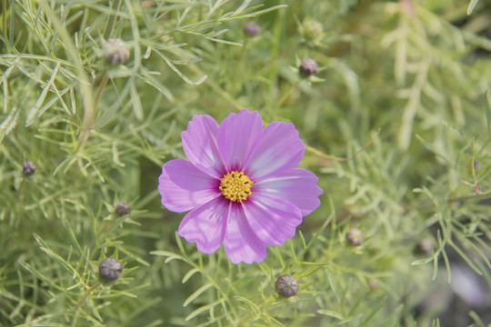 格桑花