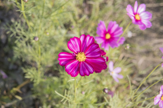 格桑花