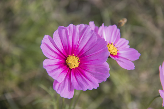 格桑花