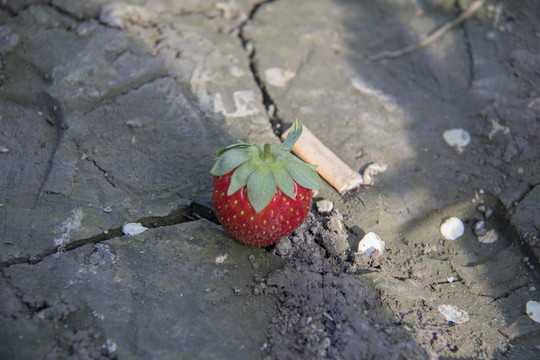 牛奶草莓