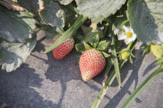 牛奶草莓