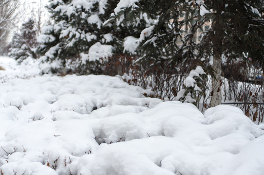 雪地