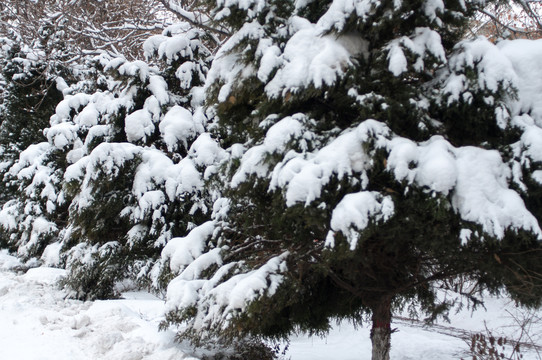 雪景风光