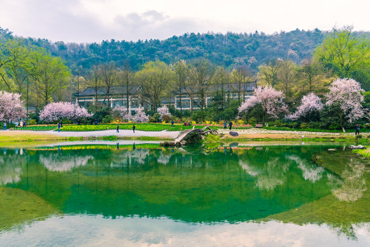 杭州西湖太子湾公园春景