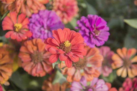 百日菊