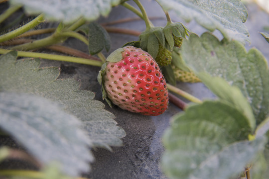 牛奶草莓