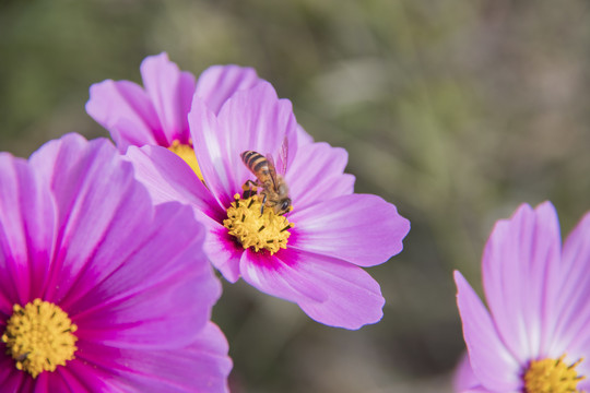 格桑花