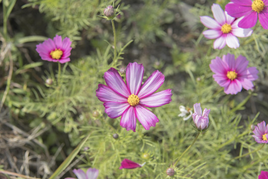 格桑花