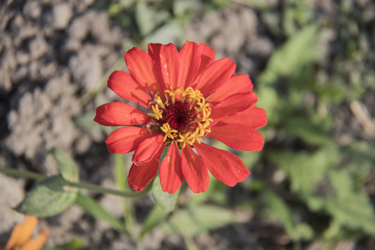 百日菊