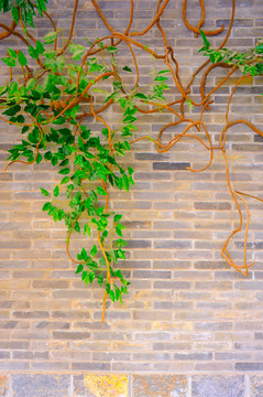 植物和砖墙