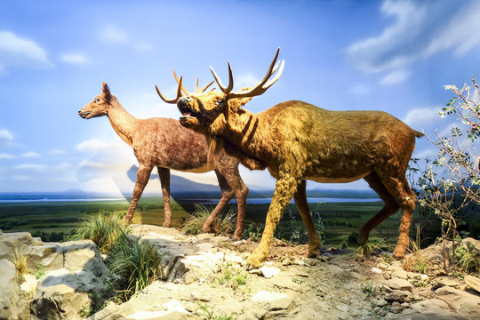 野生动物麋鹿标本雕像