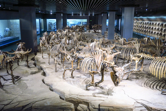 东北野牛化石