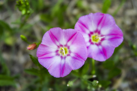 田旋花