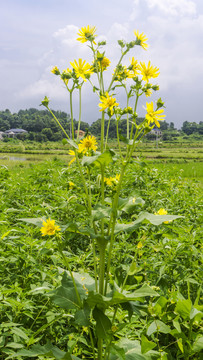 串叶松香草之美