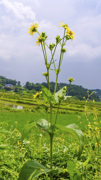 串叶松香草之美