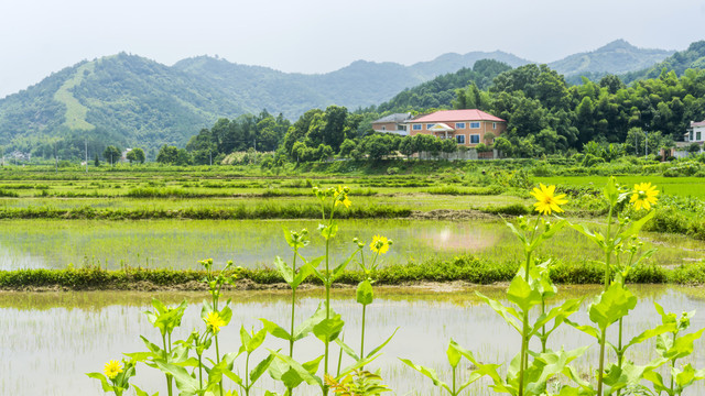 田原上的串叶松香草