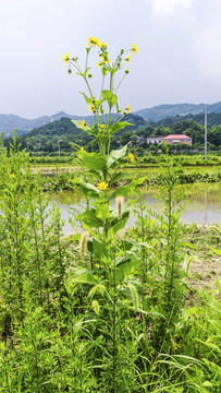 串叶松香草之美