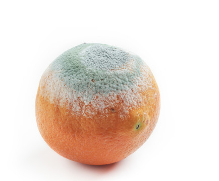 腐烂的橙子