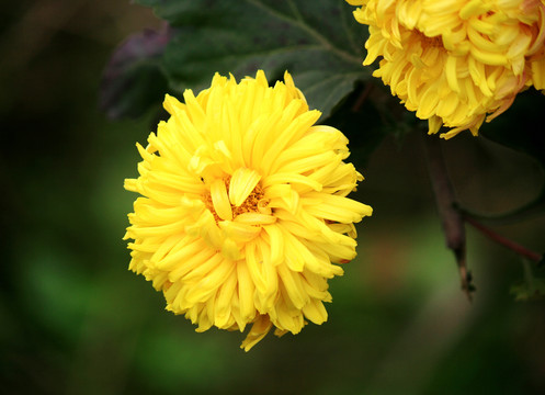 菊花