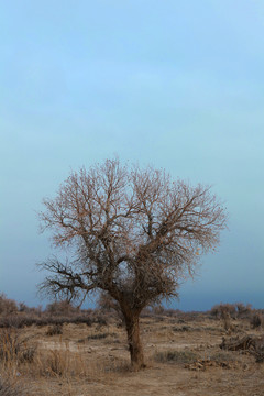 冬天的胡杨树