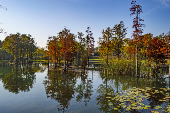 秋天的湿地公园