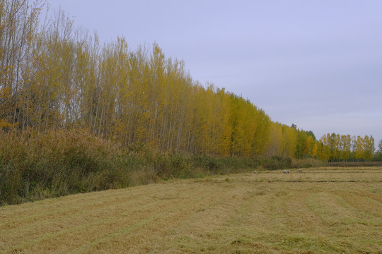 田野