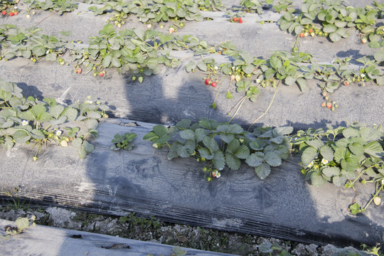 牛奶草莓