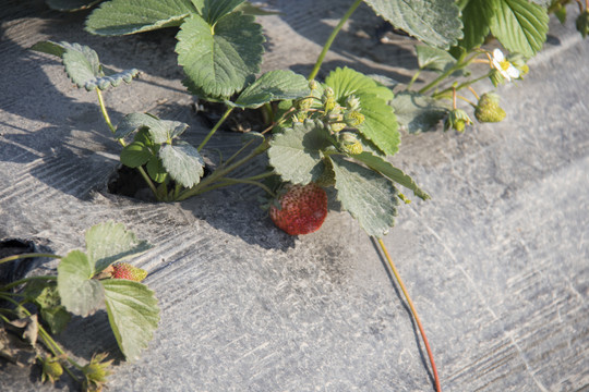 牛奶草莓
