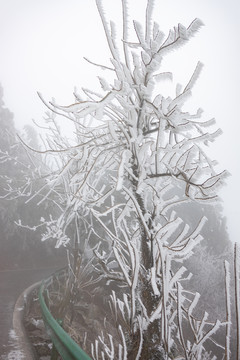 树挂冰