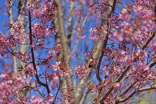 樱花