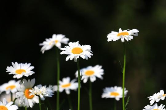 野菊花