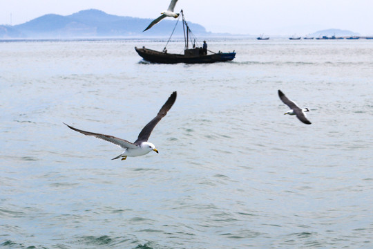 海岛海鸥渔民捕鱼