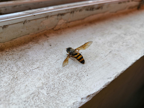 大黄蜂蜜蜂采蜜蜂