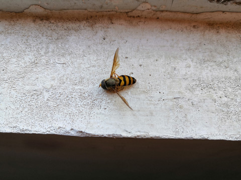 大黄蜂蜜蜂采蜜蜂