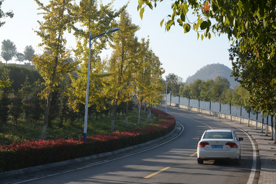 金黄色树林道路