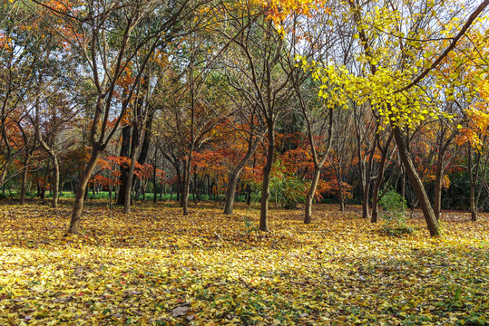 上海共青森林公园秋色