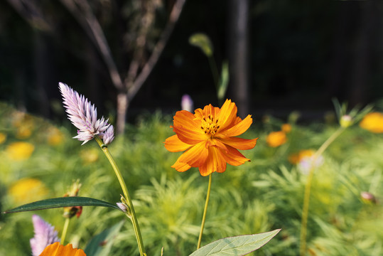 菊花