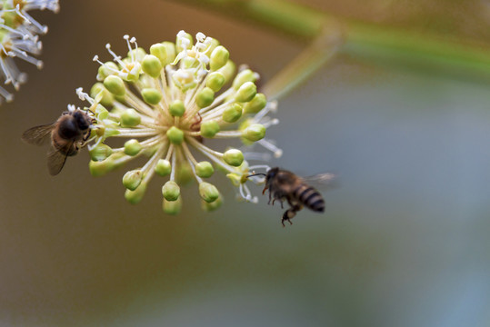 野草与蜜蜂