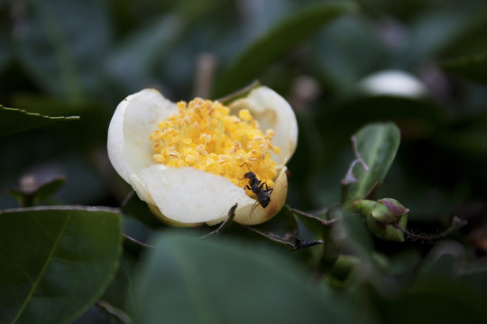 茶花